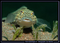 Face to face with a "Parapercis". Just love the look they... by Michel Lonfat 